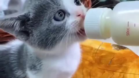 Best Funny Animal Videos 2022 #CutePets #funnyanimal #funnycat #FunnyCats