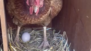 Chicken hen laying eggs