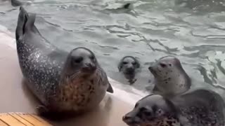 cute sea lion