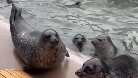 cute sea lion