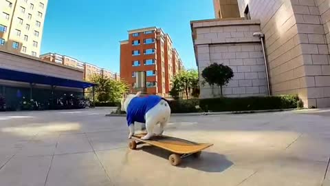 Cabbage's Skateboard Life