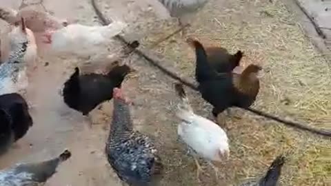 poultry