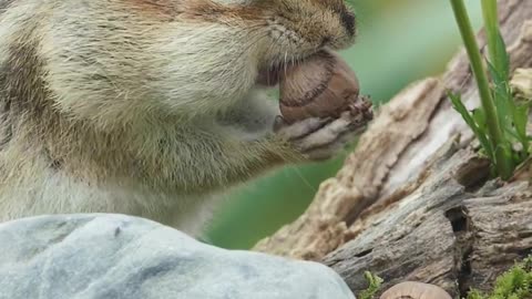 Cute Hamster Video