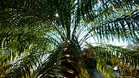 Sunshine and Palm Trees
