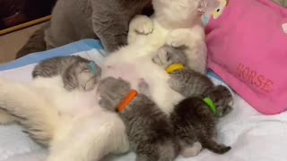 Mummy cat,😍 baby cat video, heart moment video