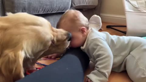 The golden retriever adopted an adorable baby as his playmate! (The cutest!!)