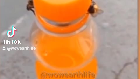 BEES CAN OPEN THE BOTTLE 🐝