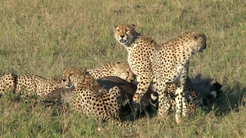 A cheeta hunting | animals