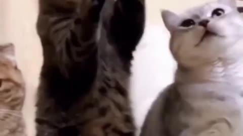Baby cat - Cute and Funny cat Videos Compilation #2 | Funny cat videos