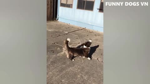 Funny Dogs And Cats Try Not To Laugh