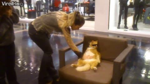 Cool Cat Chills at Mall