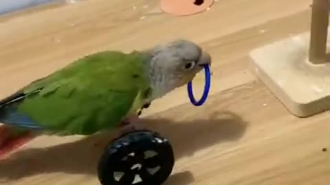 Amazing Parrot Videos _ Cut Baby Parrot 💜