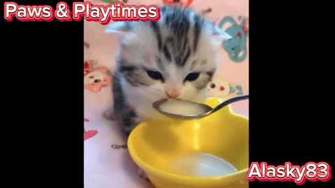 CUTE AND CUDDLY KITTENS PLAYING AND DOING ADORABLE THINGS😺😺😺❤️❤️❤️