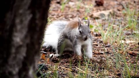 Squirrel video