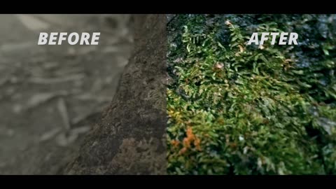 nature video before and after