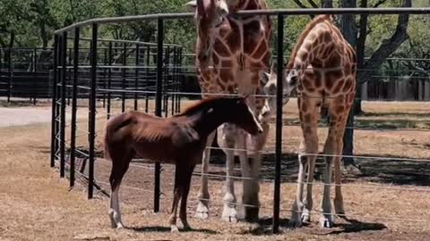 The most cocky yearling on the ranch, gets out and goes straight to the giraffes.