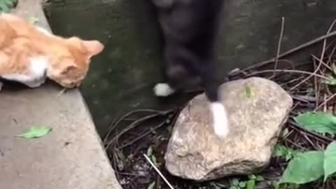 a cat wants to help the dog get out of the pit