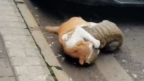 cats fight viral video