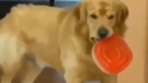 Dog stealing food caught in the act with his funny reaction