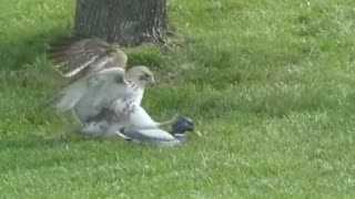 Hawk's reaction to a wooden mallard!