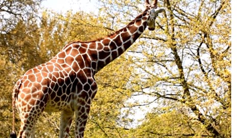 Giraffe The Tallest Mamalia