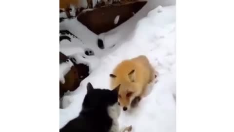 The cat and the Fox
