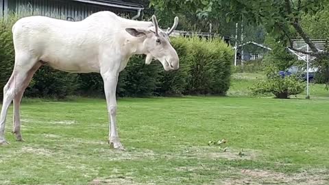 Albino Moose Takes Out Lawn Mower Robot