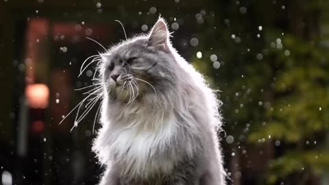 Cat Feel The Rain