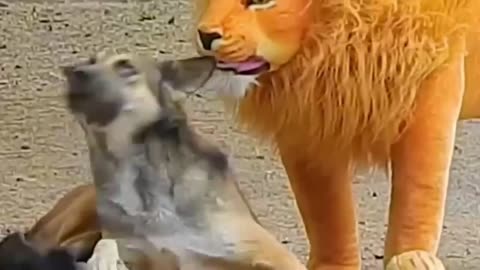 The reaction of dogs in the face of a tiger