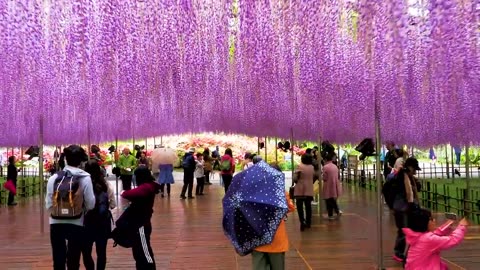 The Graceful Rain and the Blooming Wisteria Flowers
