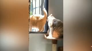 Funniest Dog And Cat Videos