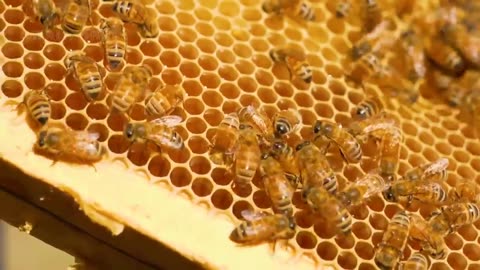 Raise Millions of Bees to Produce Royal Jelly 🐝 - Beekeeper Harvest and Process Royal Jelly