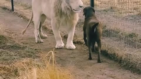 Lion and dog friendship ❤️