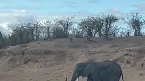 Old Tusker Spotted in Kruger National Park