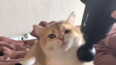 Funny cat videooo