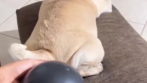 Funny dog and no Laughing challenge