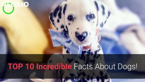 Top 10 incredible facts about dogs