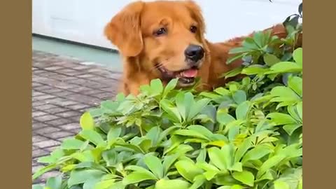 Funny and cute dog video compilation