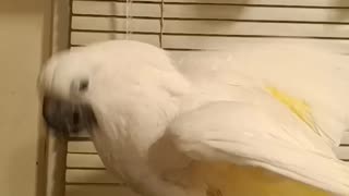 Splish splash Bella's taking a bath!! Bella the umbrella cockatoo takes a spa day.