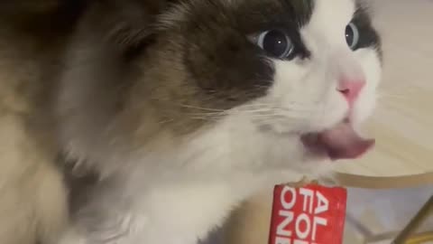 Funny animal videos |try not to laugh| |Cat making funny noise when eating|