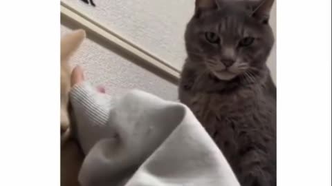 Cat cute reaction 😍