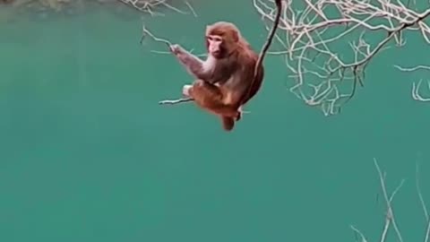 monkey playing with trees