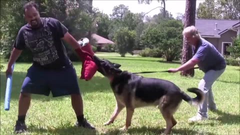 How to train your Aggressive dog