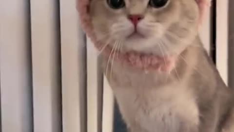 Cute cat video