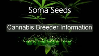 Soma Seeds - Cannabis Strain Series - STRAIN TV