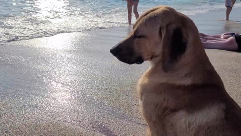 tired dog in a beach