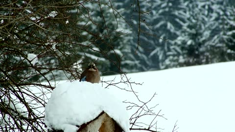 Watch beautiful bird feeding and eating