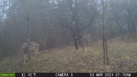 Trail Cam Captures #42; Deer in the Fog