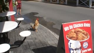 Kentucky Fried Rooster