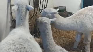 Alpacas eating hay